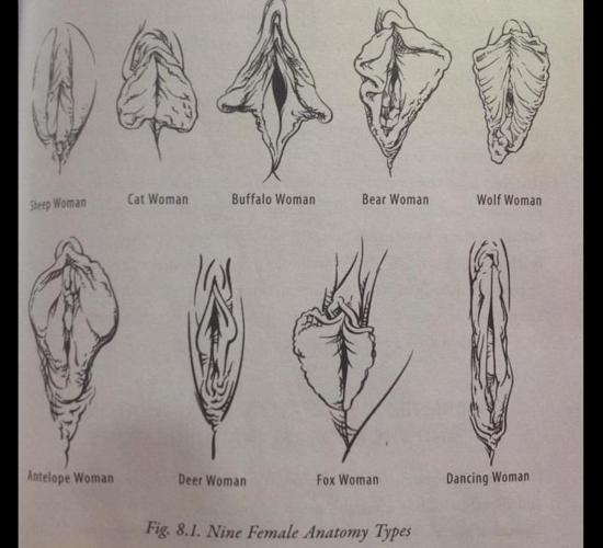 VULVA FOR TRACING 2 (2)